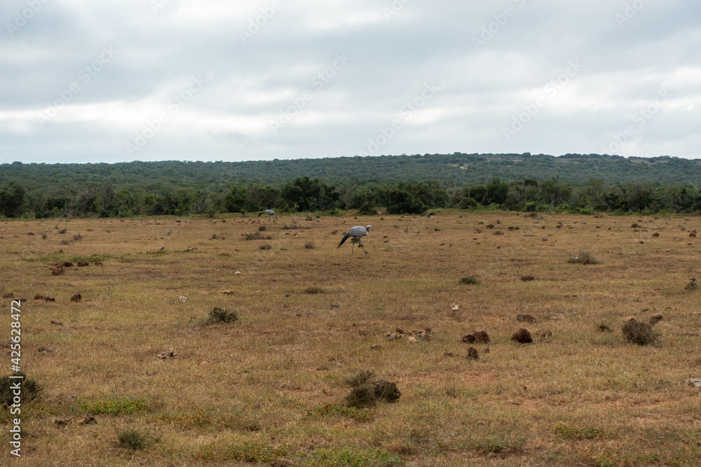 Blue Crane in the Addo Elephant National Park, Port Elizabeth Region, South Africa Blue Crane in the Addo Elephant National Park, Port Elizabeth Region, South Africa