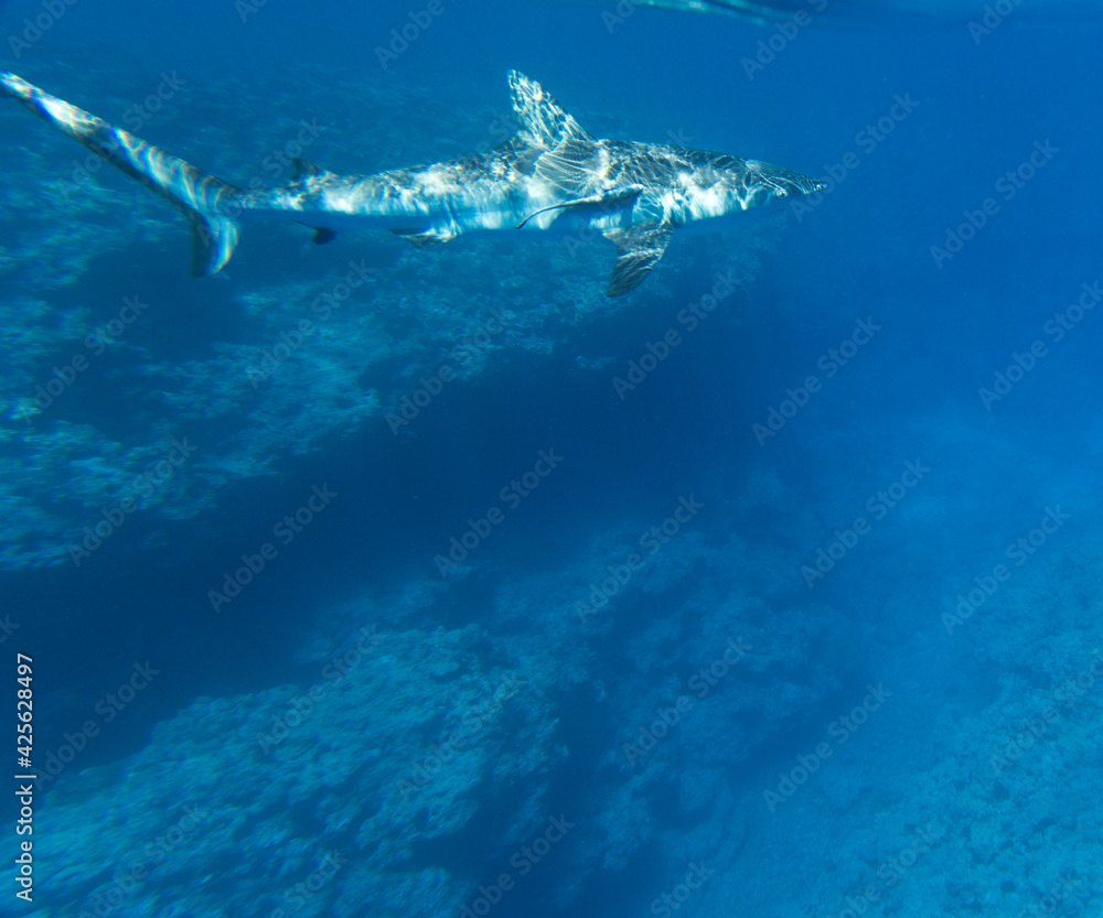 Fototapeta premium A view of shark in the sea