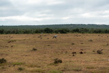 Blue Crane in the Addo Elephant National Park, Port Elizabeth Region, South Africa