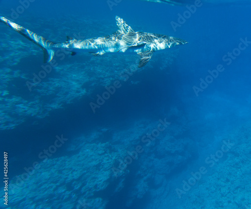 A view of shark in the sea © mauriziobiso
