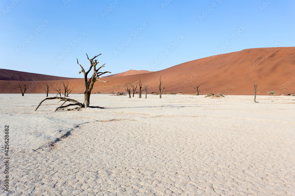 Picture of dead trees and desert at deadvlei