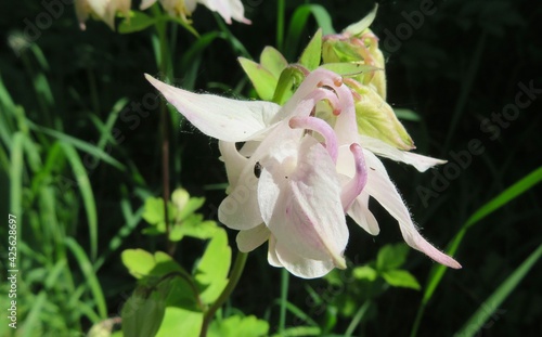 Fototapeta White aquilegia flower in the garden