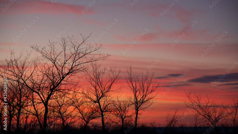 Black silhouettes of trees on a red sunset background. Natural red and black background.