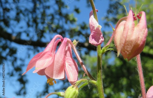 Photo Pink aquilegia flowers on blue sky background