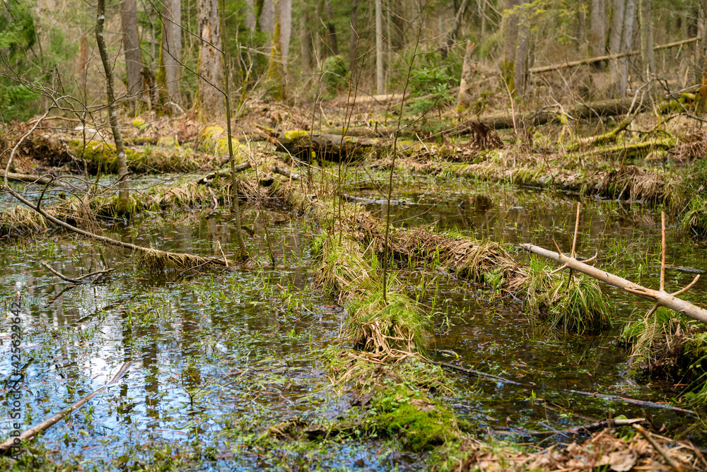 Swamp in the forest of Bialowieza Forest with standing waterin spring. Swamp with roots of felled trees, old forest in spring. Nature background. Swamp in the forest of Bialowieza Forest with standing waterin spring. Swamp with roots of felled trees, old forest in spring. Nature background.