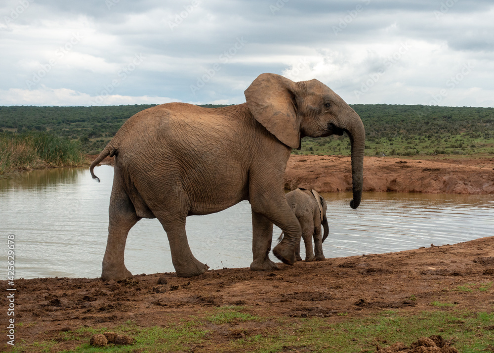 Fototapeta premium Elephants at water source, Addo Elephant National Park, Port Elizabeth Region, South Africa