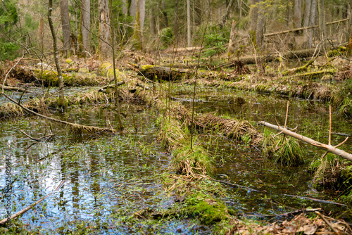 Swamp in the forest of Bialowieza Forest with standing waterin spring. Swamp with roots of felled trees, old forest in spring. Nature background.