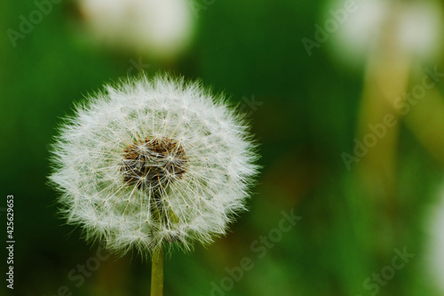 White dandelion on a background of green grass.