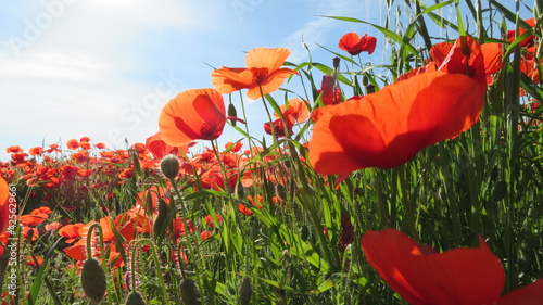 red poppy field