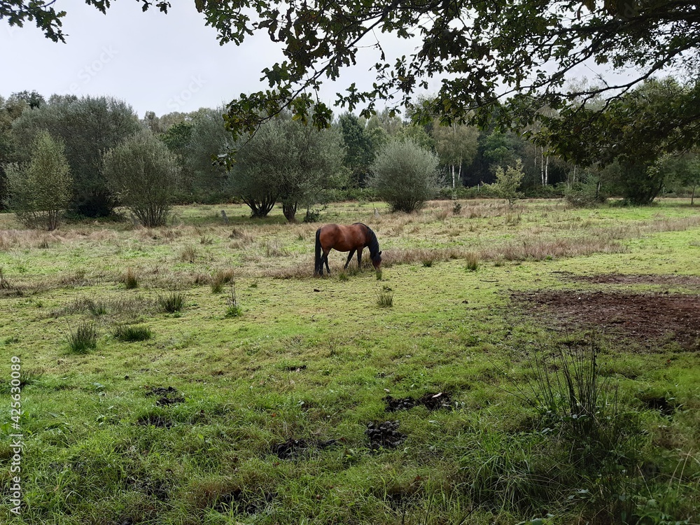 Un caballo pasta tranquilamente en un prado de Galicia.