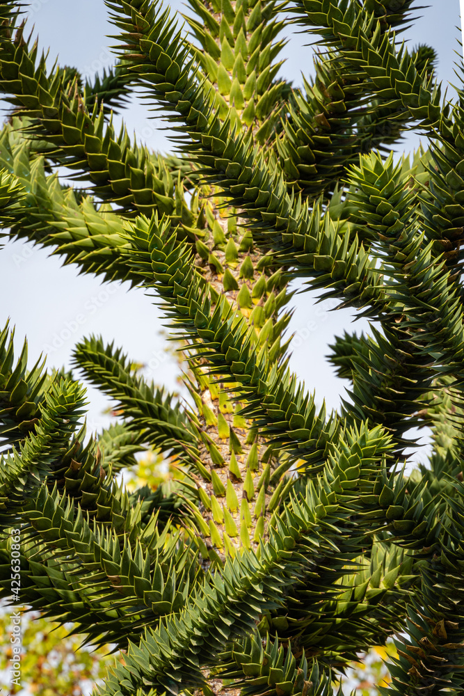 Araucaria araucana, puzzle monkey tree, monkey tail tree or Chilean pine in Krasnodar Park or Gilitsky Park. Branches on trunk of araucaria against blue sky. Beautiful large needles.  Close-u