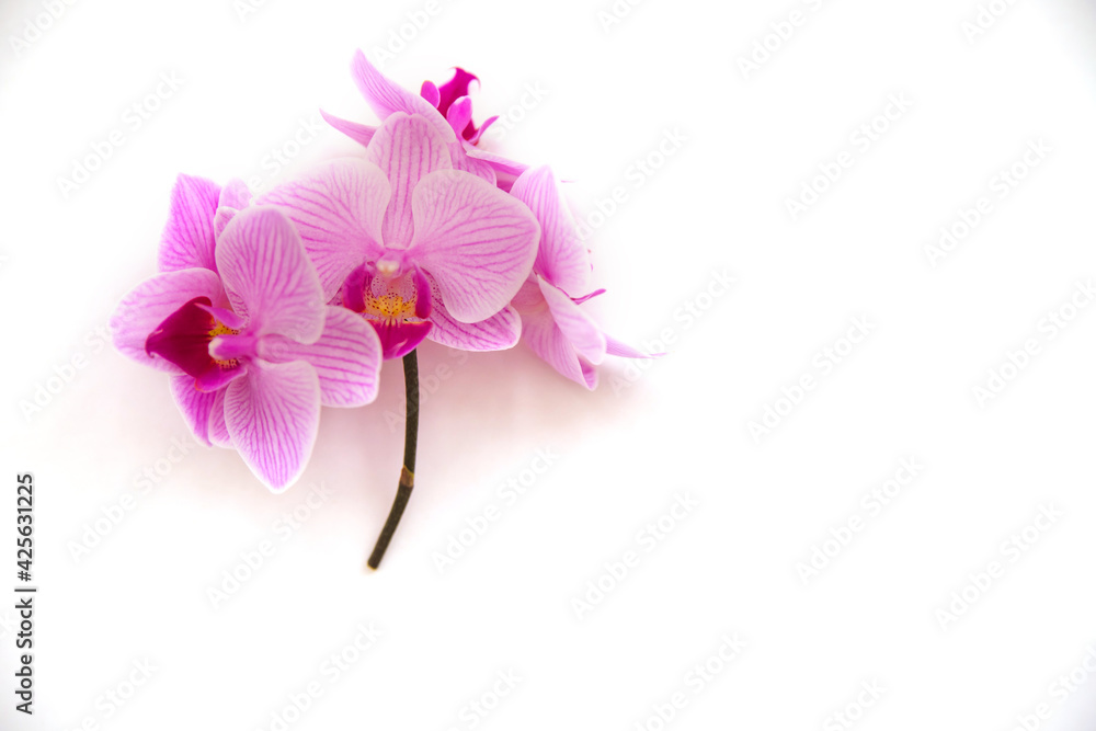 Obraz premium Orchid flower on a white background. The flowers are purple in color.