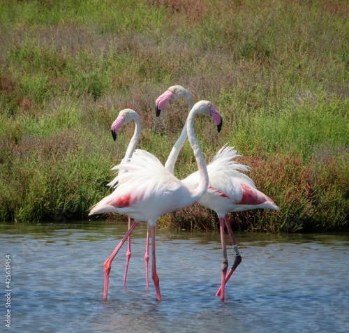 flamingo in the water