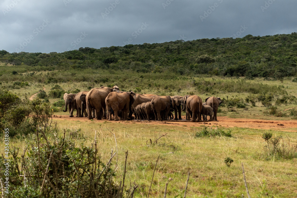 Elephants herd, Addo Elephant National Park, Port Elizabeth Region, South Africa