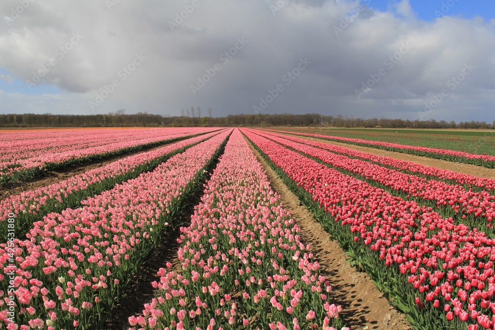 a beautiful bulb field with pink and red tulips in the countryside in holland in springtime with a blue sky with big white clouds