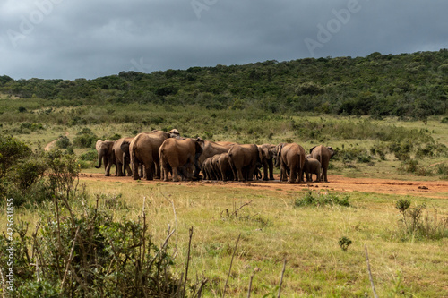 Elephants herd, Addo Elephant National Park, Port Elizabeth Region, South Africa