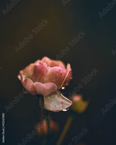 Flora Flowers Wildlife Macro Perspective Autumn Moody . High quality photo