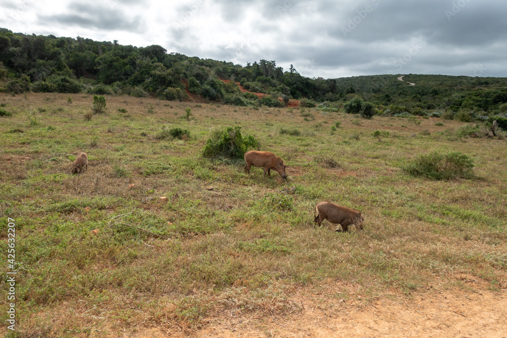 Warthog family eating grass in the Addo Elephant National Park, Port Elizabeth Region, South Africa Warthog family eating grass in the Addo Elephant National Park, Port Elizabeth Region, South Africa