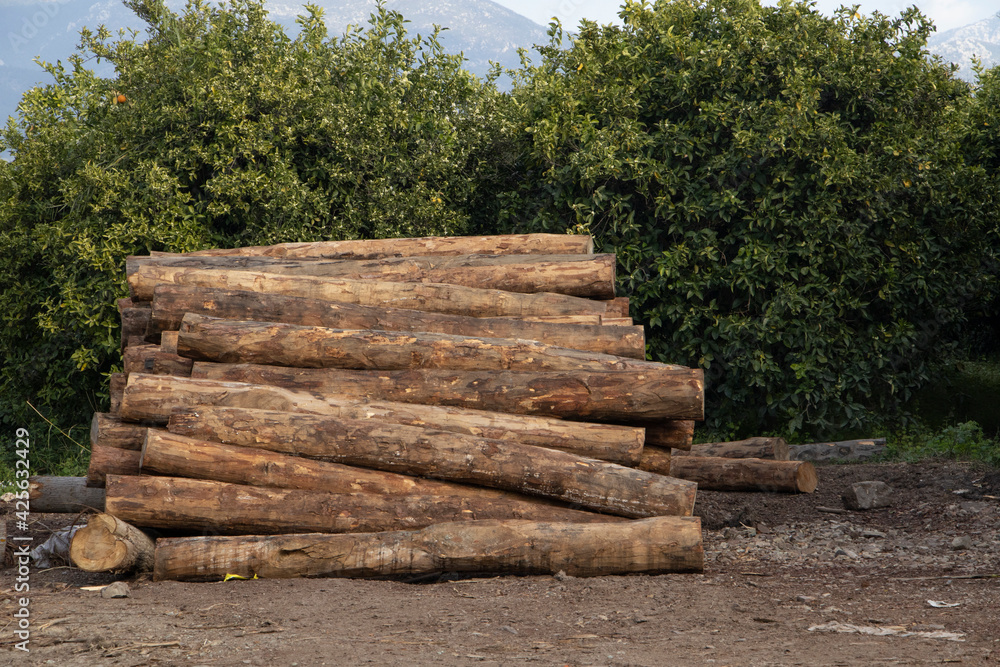 logs cut and green trees, mountains and sky behind logs cut and green trees, mountains and sky behind