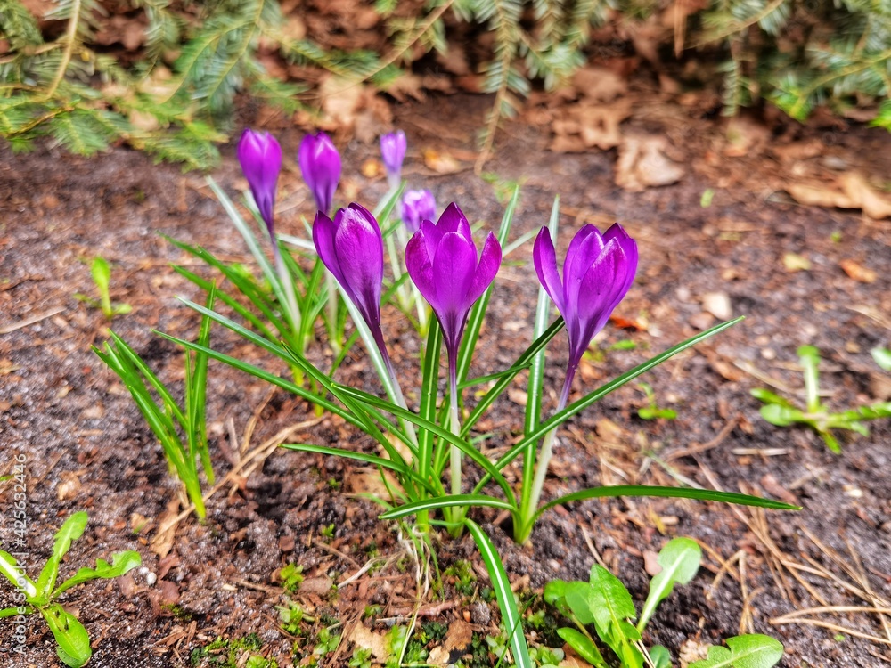Spring crocus, Giant Dutch crocus (Crocus vernus) Spring crocus, Giant Dutch crocus (Crocus vernus)