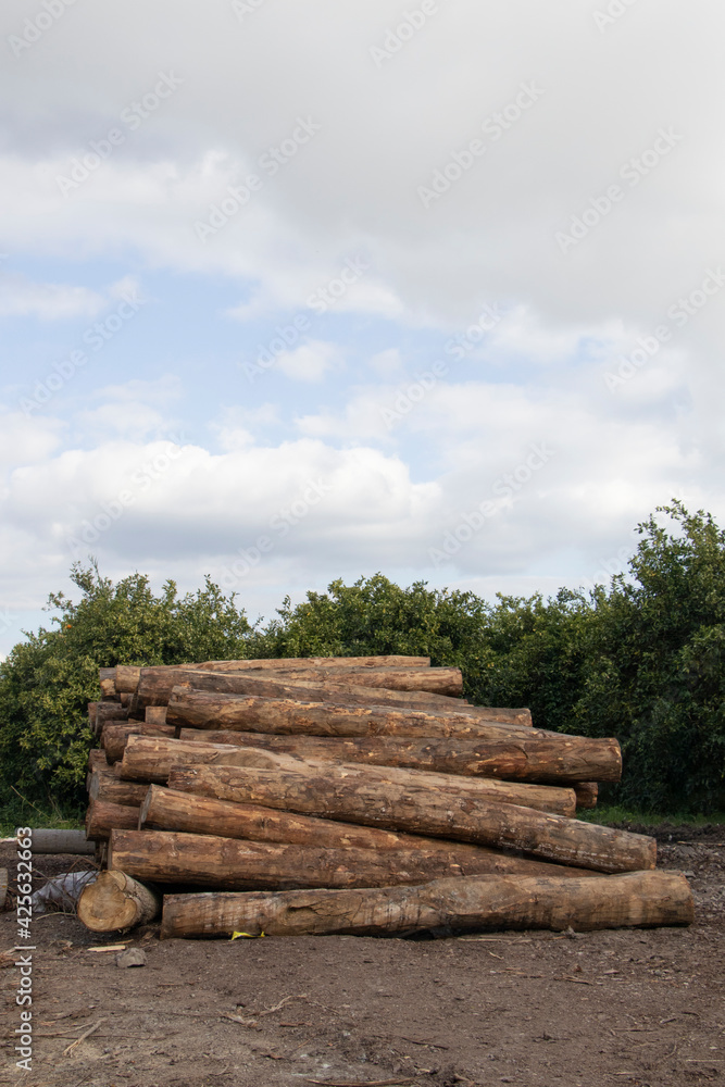 logs cut and green trees, mountains and sky behind in portrait mode logs cut and green trees, mountains and sky behind in portrait mode