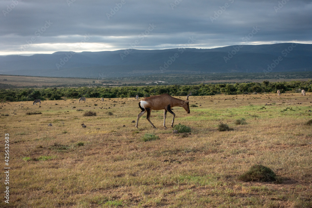 Naklejka premium Antelope, Addo Elephant National Park, Port Elizabeth Region, South Africa