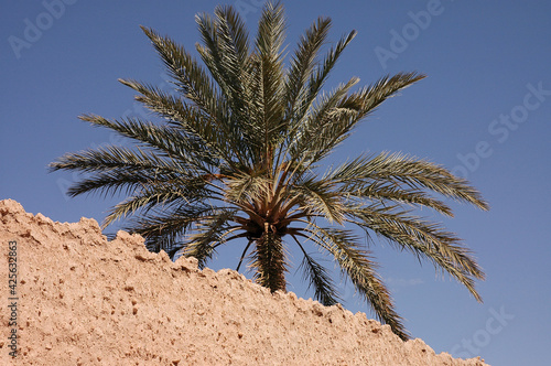 Palm grove of  Figuig in Morocco photo