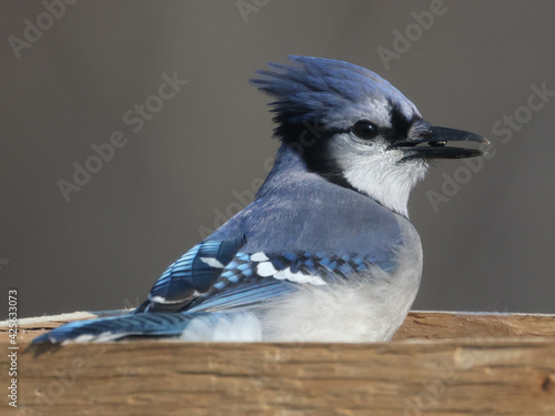 Blue Jay in tray feeder eating sunflower seeds and flying off in a hurry. Eat and run
