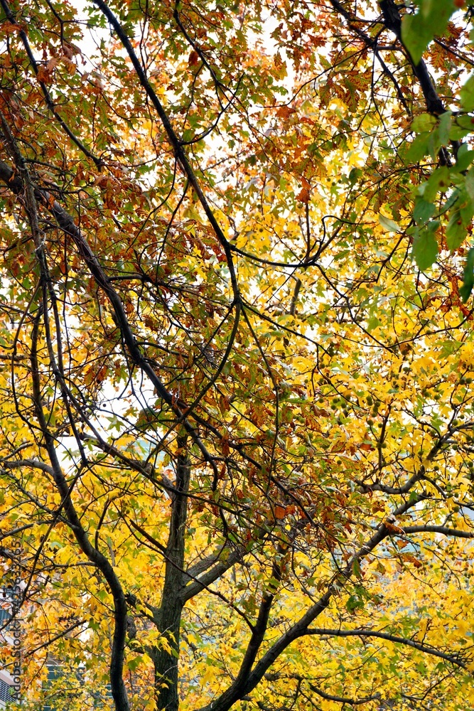 Leaves turn to brilliant colors during the fall season of the year. Leaves turn to brilliant colors during the fall season of the year.