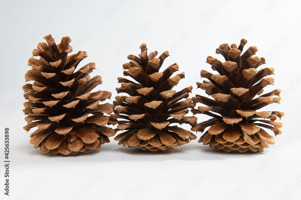 pine cones pine cones