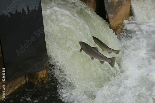 Foto Rainbow Trout (Steelhead) fish jumping up man made fish ladder during spring spa