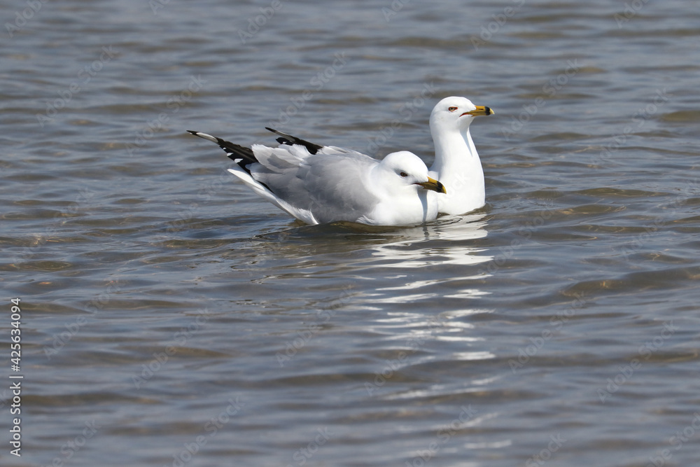 Ring billed gulls on lake swimming and flying and pairing up for breeding season Ring billed gulls on lake swimming and flying and pairing up for breeding season
