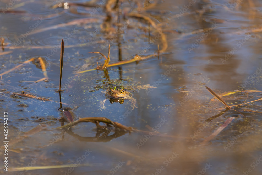 A large green frog in its natural habitat. Amphibian in water. Beautiful toad frog. A large green frog in its natural habitat. Amphibian in water. Beautiful toad frog.