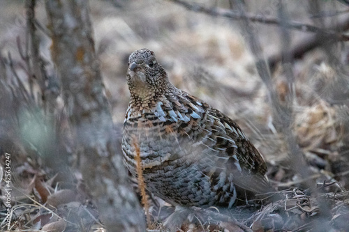 Wild Bird Spotted on Triple Tree Hike in Bozeman Montana
