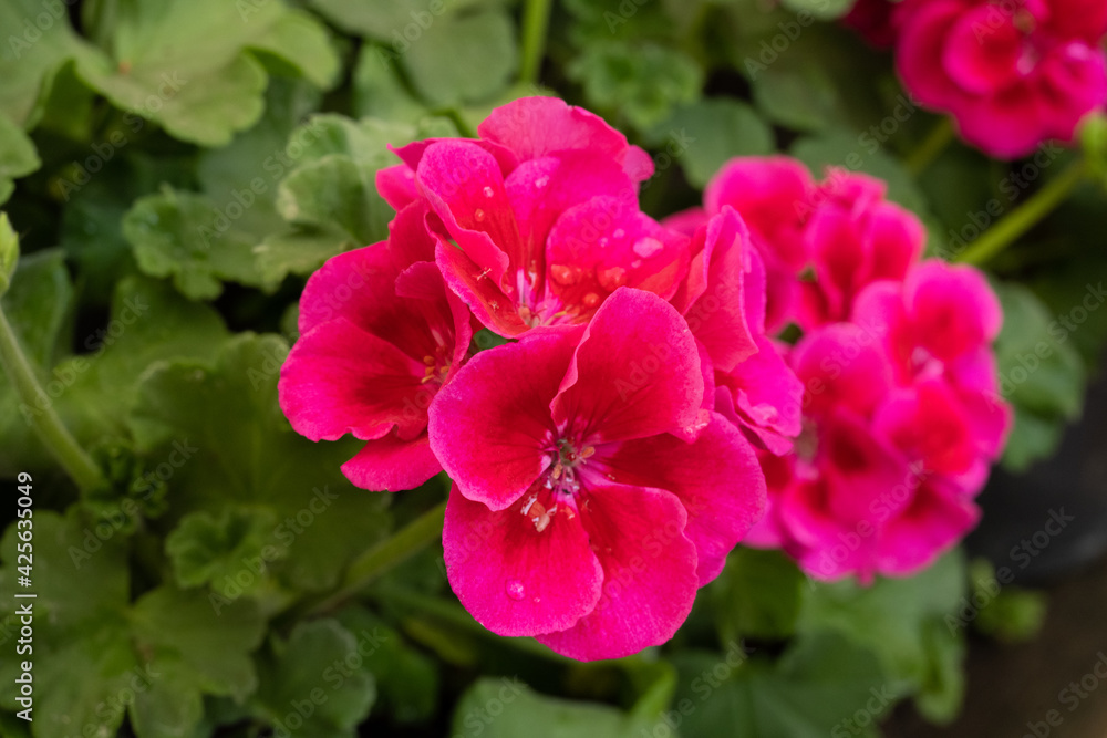 Flower Pink Flower Pink
