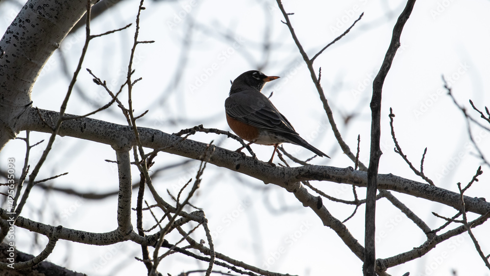 Wild Bird in Bozeman, MT 2021 Wild Bird in Bozeman, MT 2021