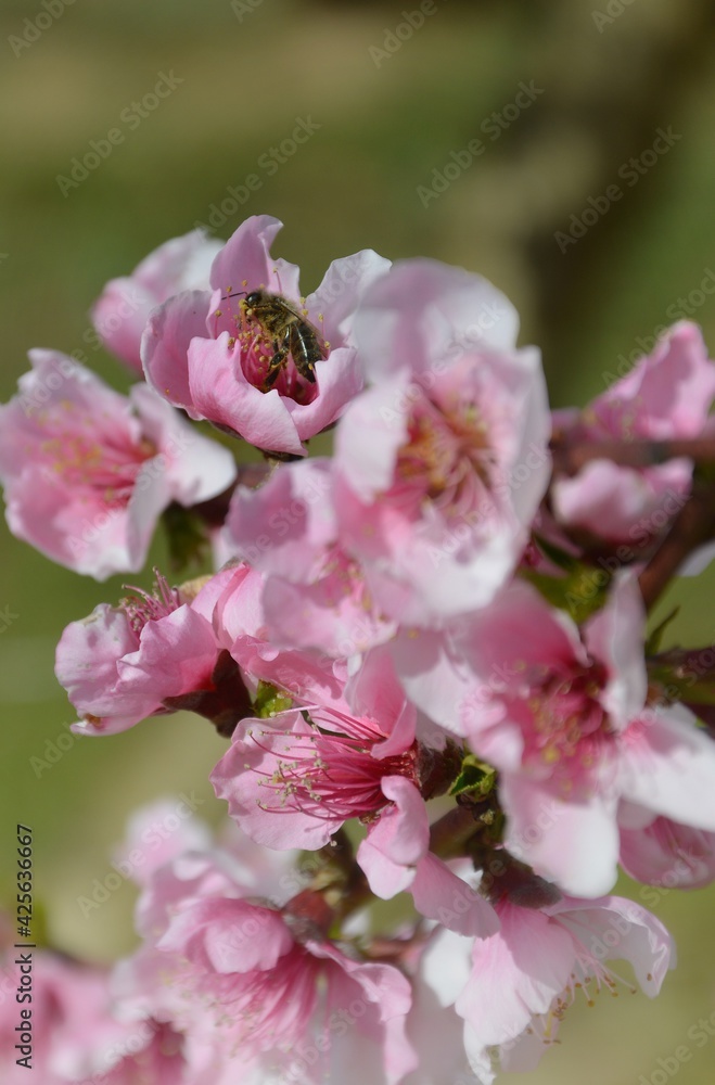 tree blossom tree blossom