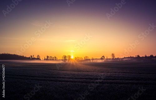 A beautiful misty morning over the spring fields. Sunrise with fog on grain fields. © dachux21