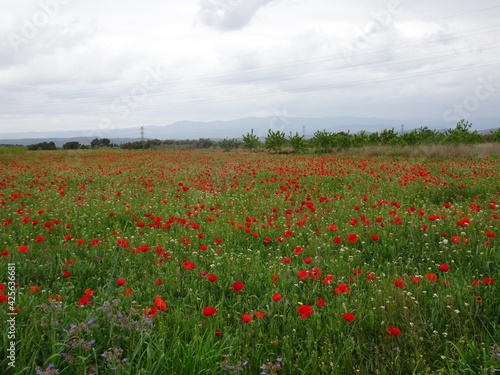 Red Poppy Flower Field Landscape