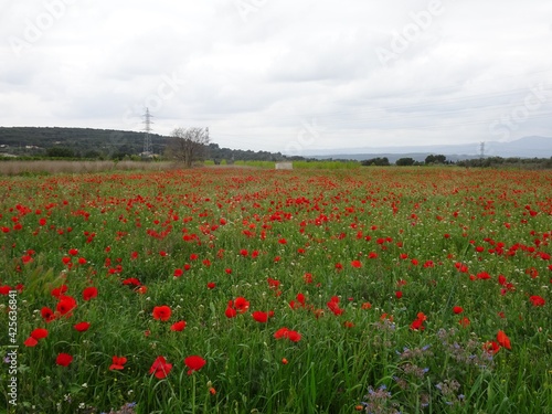 Red Poppy Flower Field Landscape