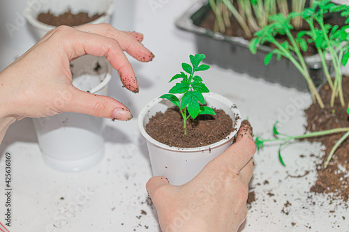 Fotografi transplanting tomato seedlings into plastic pots