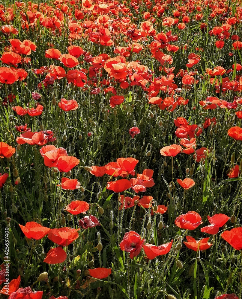 Obraz premium red and yellow tulips