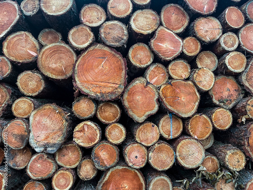 Pine tree trunks. Fresh pine trunks. Stapled tree trunks