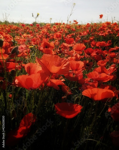 red poppy field