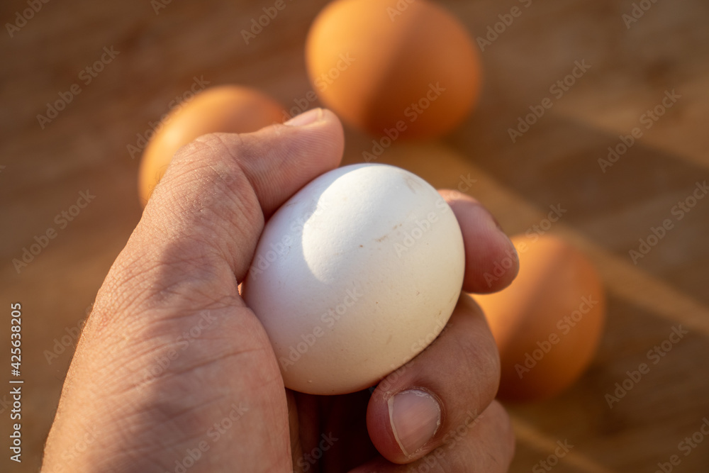 Woman's hands 'holding' an egg. Little desaturated in brown colour. Chicken egg in hand. Chicken white egg in hand Woman's hands 'holding' an egg. Little desaturated in brown colour. Chicken egg in hand. Chicken white egg in hand