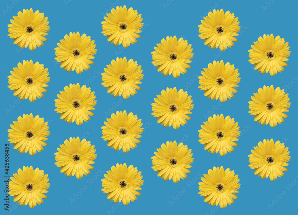 Flat lay composition of yellow Gerber flowers on the blue background Flat lay composition of yellow Gerber flowers on the blue background