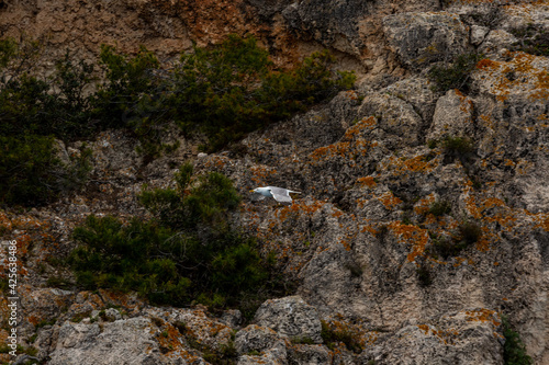 rocks with seagull flying in majorca, spain