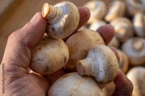 Fresh healthy brown mushrooms with very shallow depth of field. Mushrooms and champignons on the table. Mushrooms on the table top view. Mushrooms and champignons in your hand