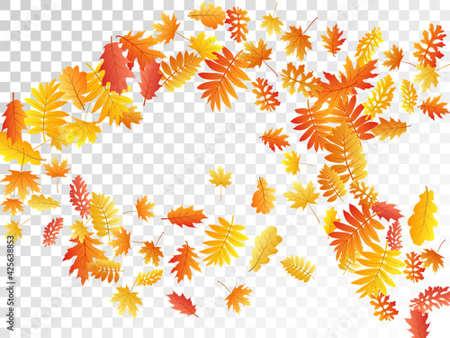 Oak, maple, wild ash rowan leaves vector, autumn foliage on transparent background.