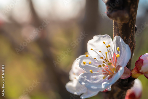 Aprikosenblüte im Gegenlicht der Sonne mit Textfreiraum photo